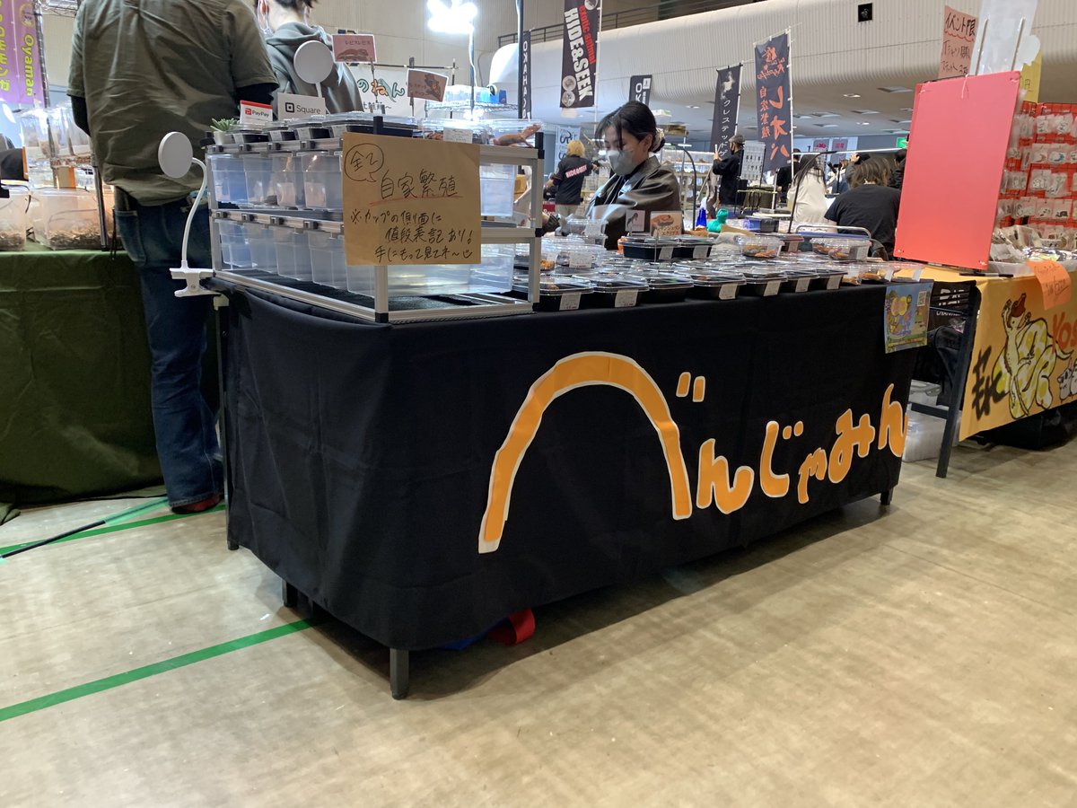 ベンジャミン('﹏*๑) べんじゃみん🍊３月１日近畿レプタイルズマーケット出展【大阪平野】🙌🏻 tweet media