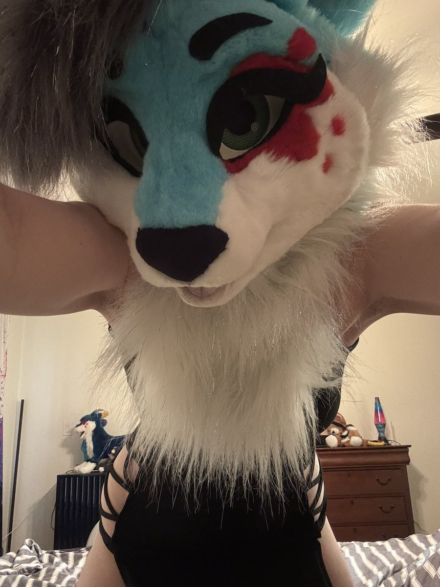 Splat Fennec 🔜 LVFC tweet media