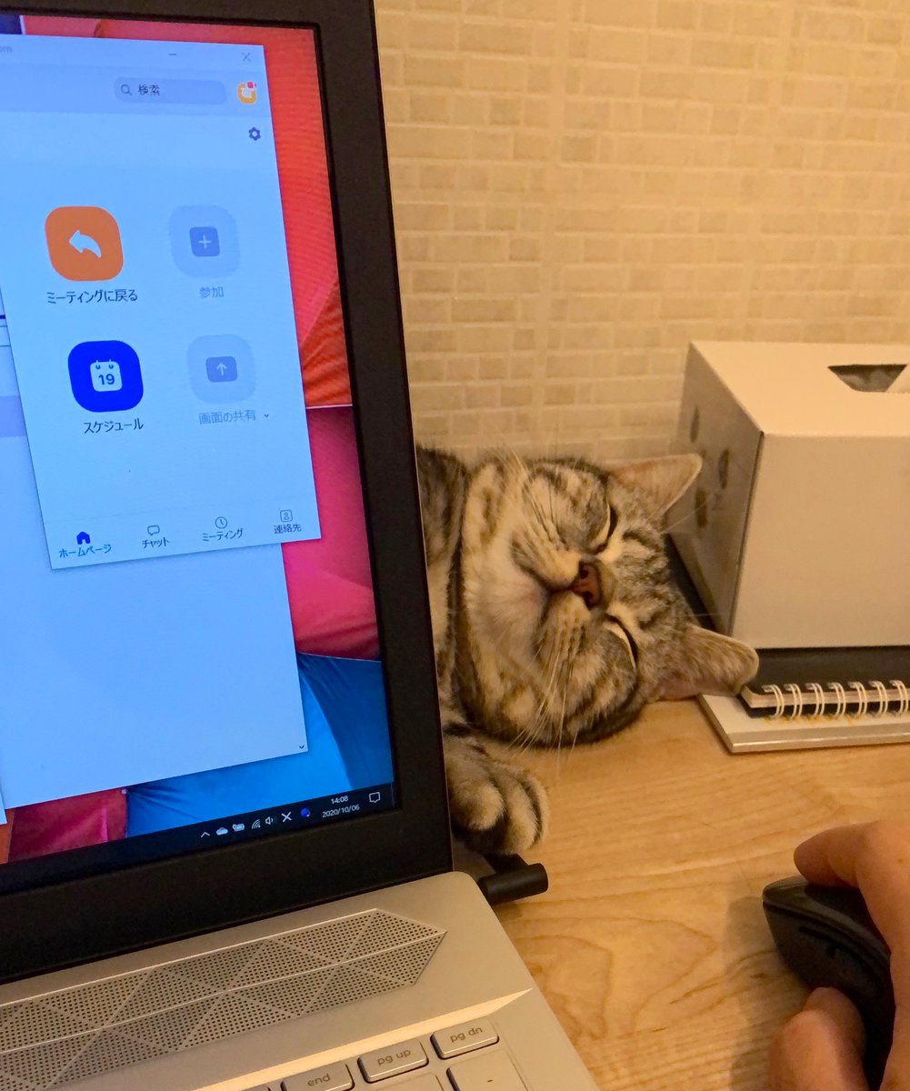 あんこともなか🐾充電ねこ (@cat_anko3) / Posts / X