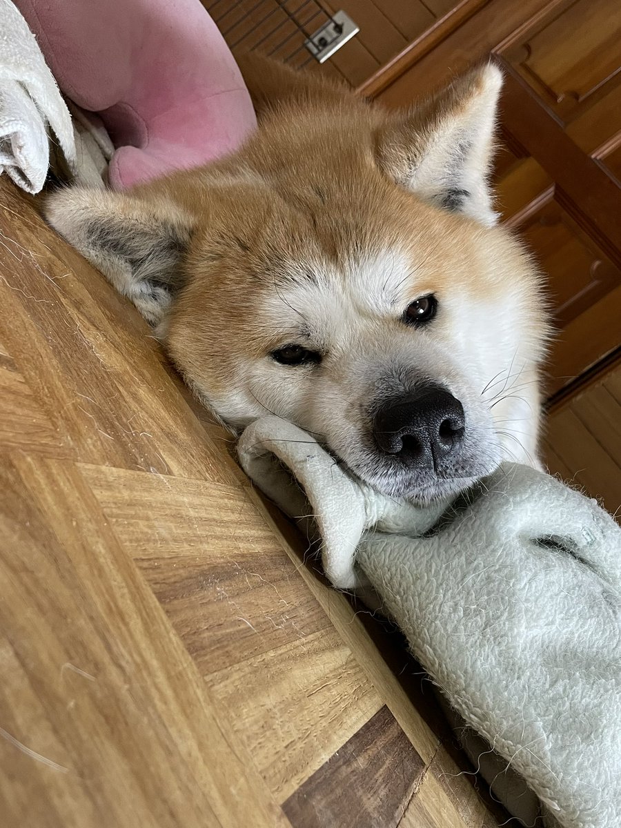 寝てんねん邪魔せんといて