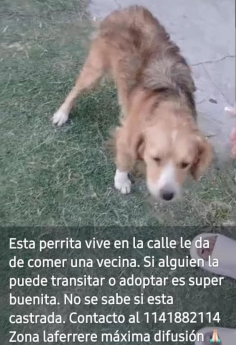 solo animales (@paraellostodo) on Twitter photo 