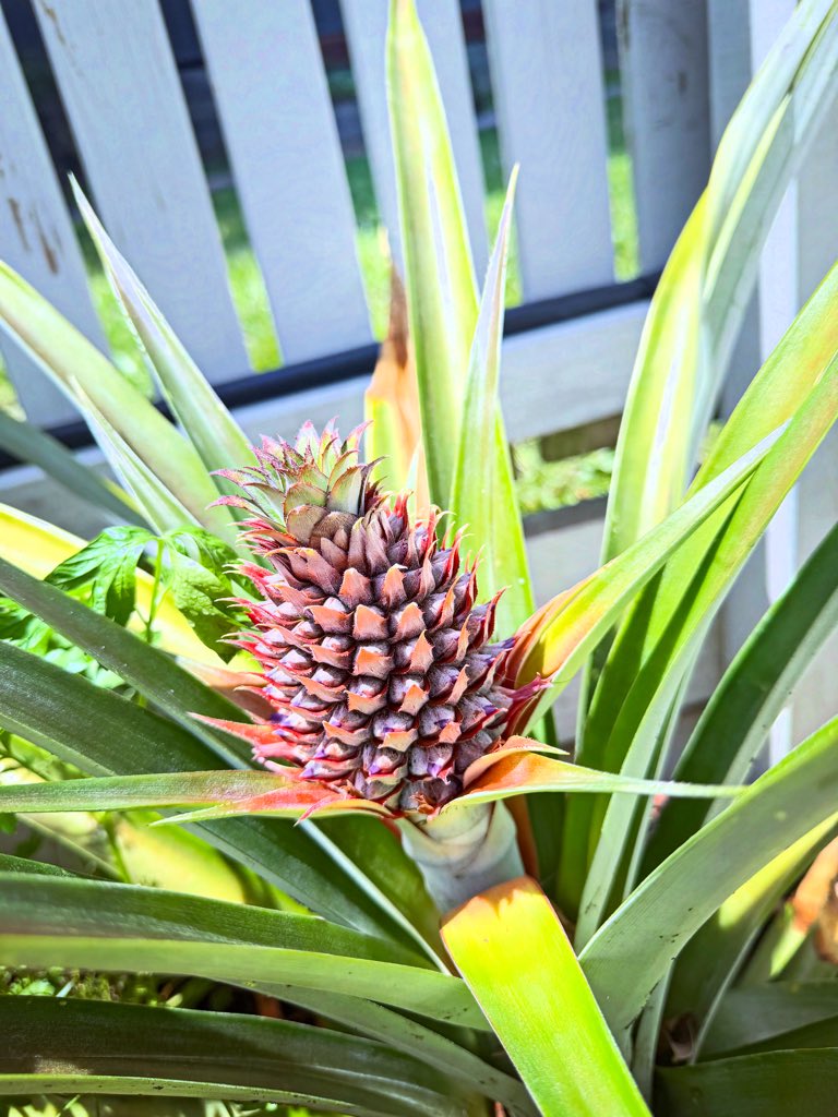 M_T_Kennedy's tweet photo. Baby Pineapple now Sprouting 🍍 
#BabyPineapple #Pineapple https://t.co/UtMYKoFvYm