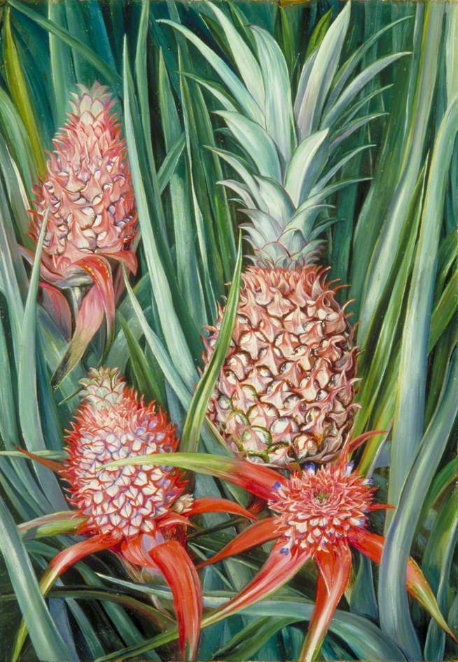 ArtistMNorth's tweet photo. Wild Pine Apple in Flower and Fruit, Borneo https://t.co/AJxwemVXP3 https://t.co/PqlVKDpRMR
