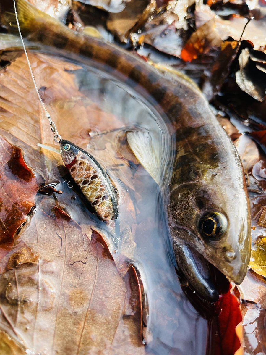 Oncorhynchus masou (@OncorhynchusM) / Posts / X