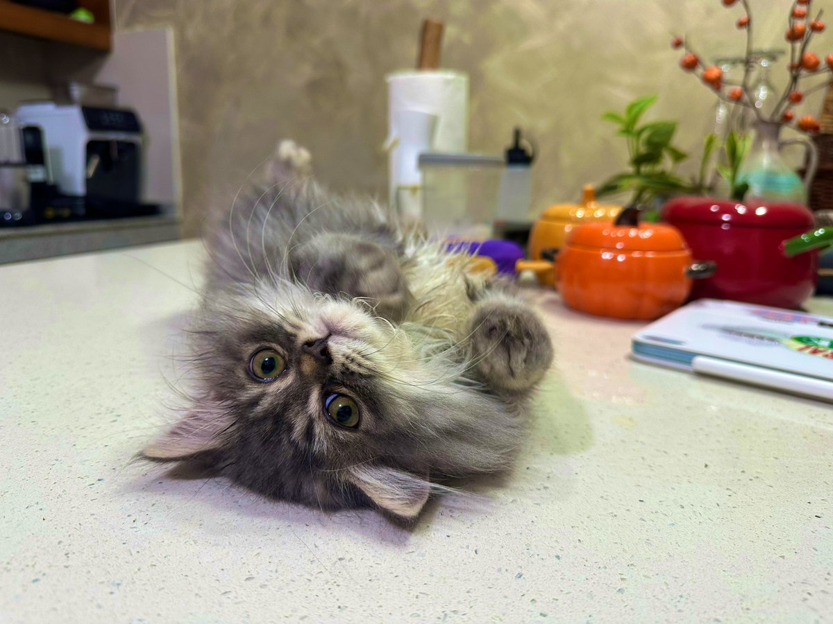 Quo Warrantine tweet media