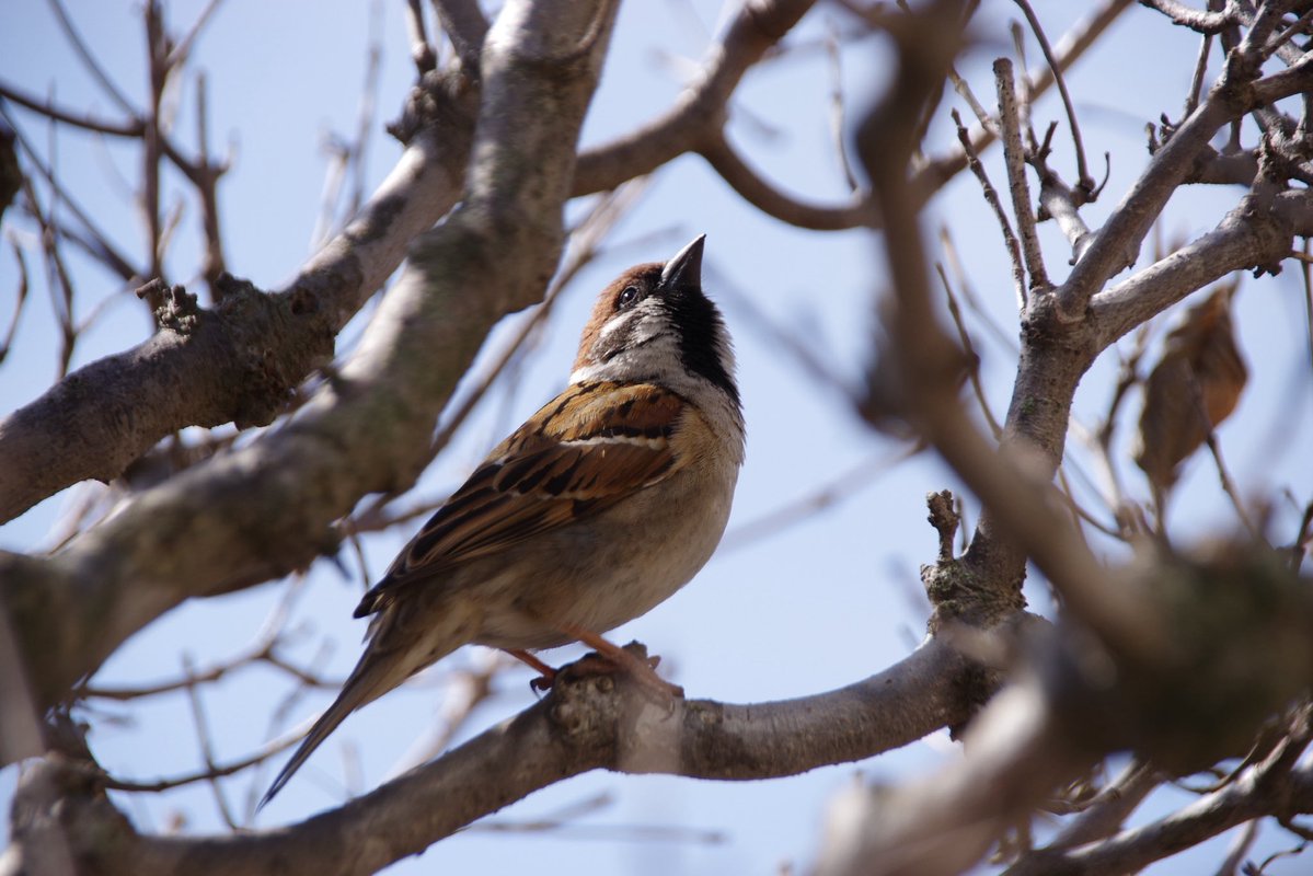 U*'エ'*)*'□'*) すずめ