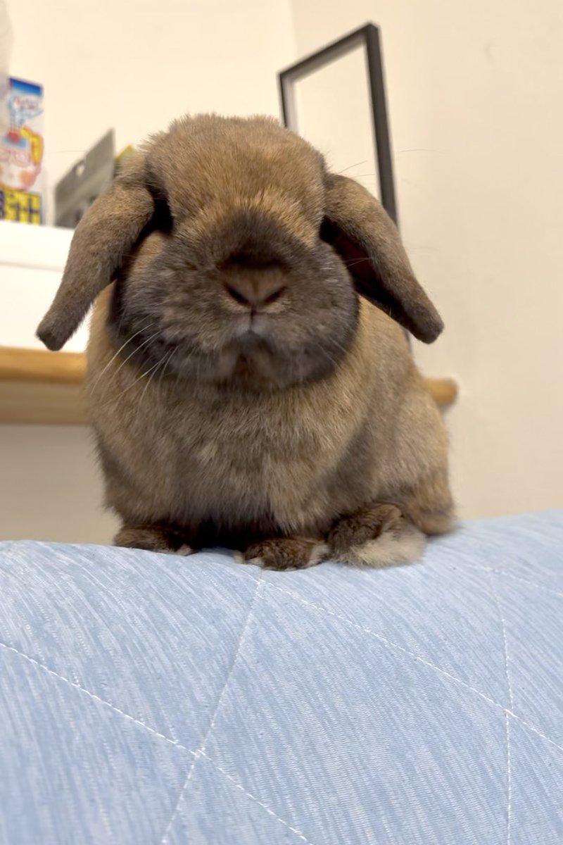 こんにちは、もちもちポパイ