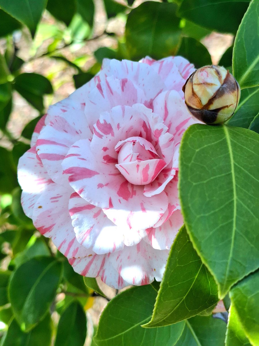 Tomo hapax legomenon tweet media