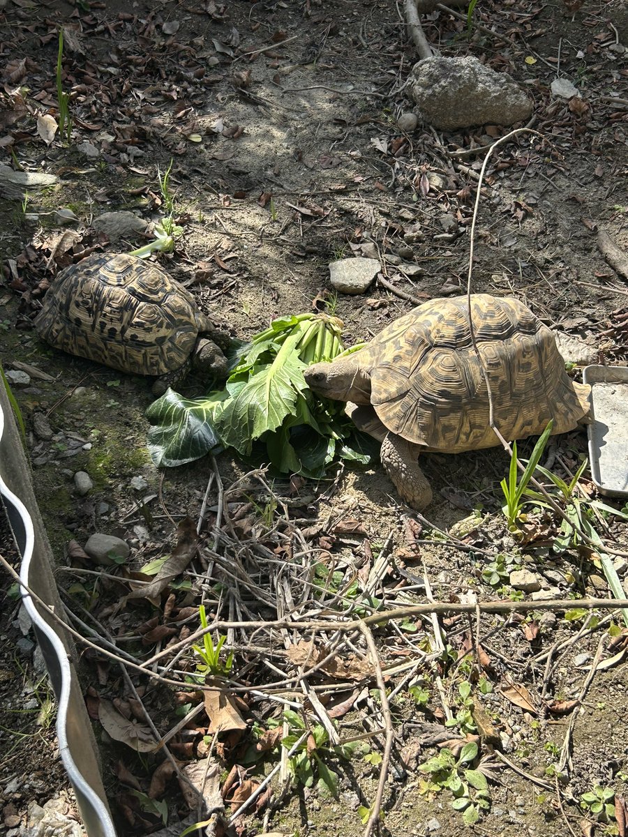 LikeTortoise's tweet photo. 暖かくなり、ヒョウモンガメたちを外に出した！やっぱり外はカメたちが生き生きする☺️この気候がずっと続いてほしい😁
#ヒョウモンガメ
#リクガメ https://t.co/LxNDKj104c