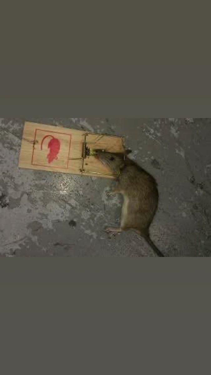 🇮🇷هٍرکـــوُل tweet media
