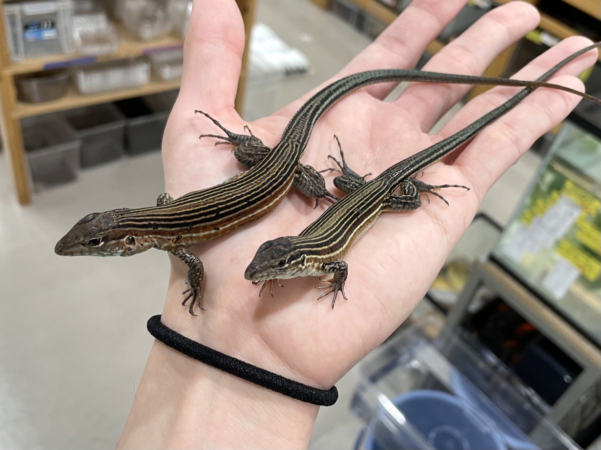 kanahebi様 本日は12時オープンです‼️ 【2階新入荷】 ・カメリアーナカベカナヘビ