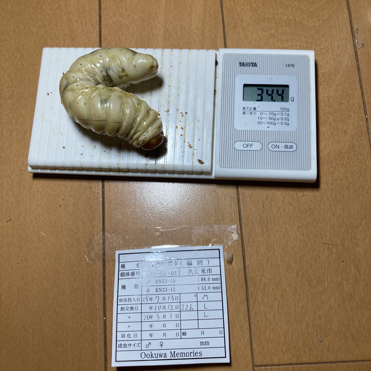 rona_fc's tweet photo. 松野さん情報だと今年は食痕出やすいって言ってたけど、うちではほとんどの瓶が真ん中の居食いばかり‼️

環境と管理でだいぶ変わるね。どっちが良いかは分からんけど😇

ラスト2本デカいの狙ったんだけど…外れた🤣 https://t.co/zVbVxXbg2S