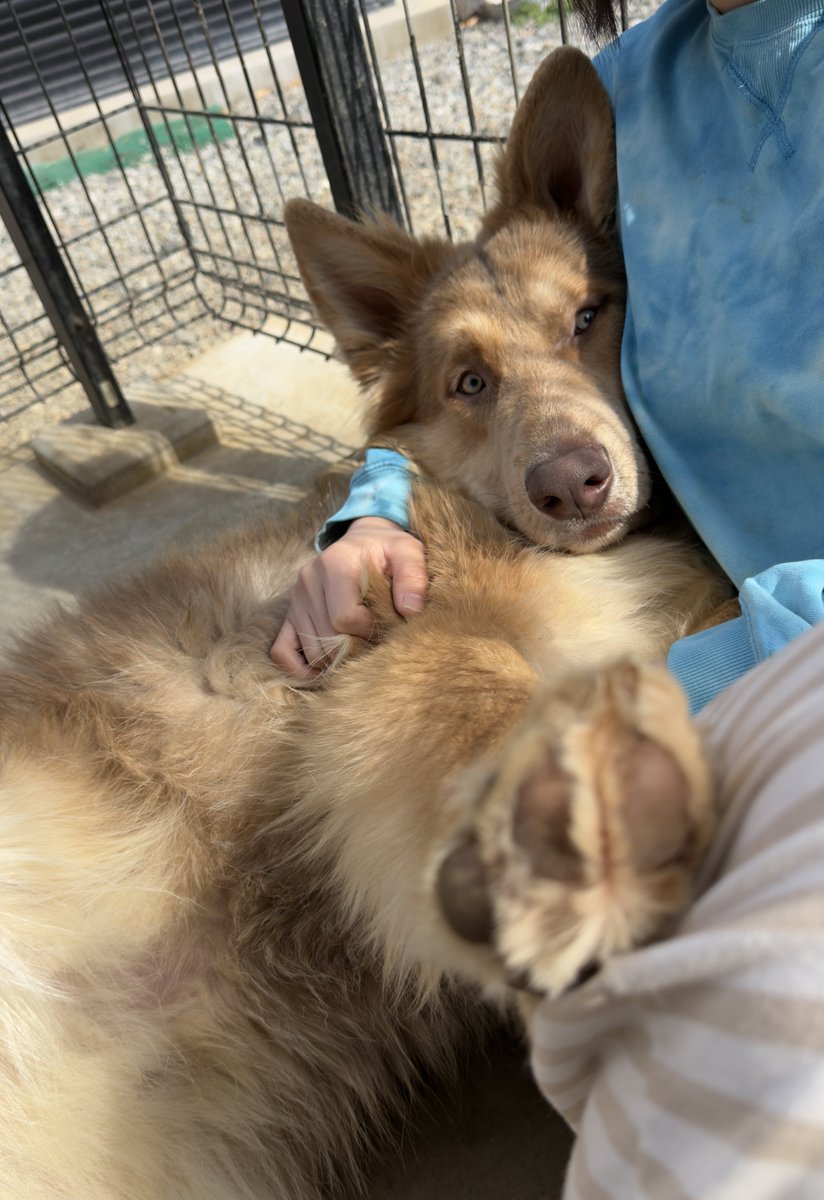 ローズウルフ🌹🐺ウルフドッグ犬舎 tweet media