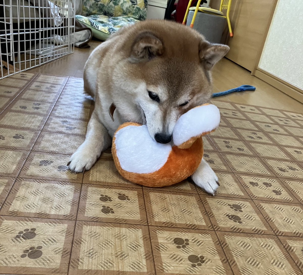 inutsukq's tweet photo. 柴ケツで遊ぶ柴犬 https://t.co/fDbMINUDLi