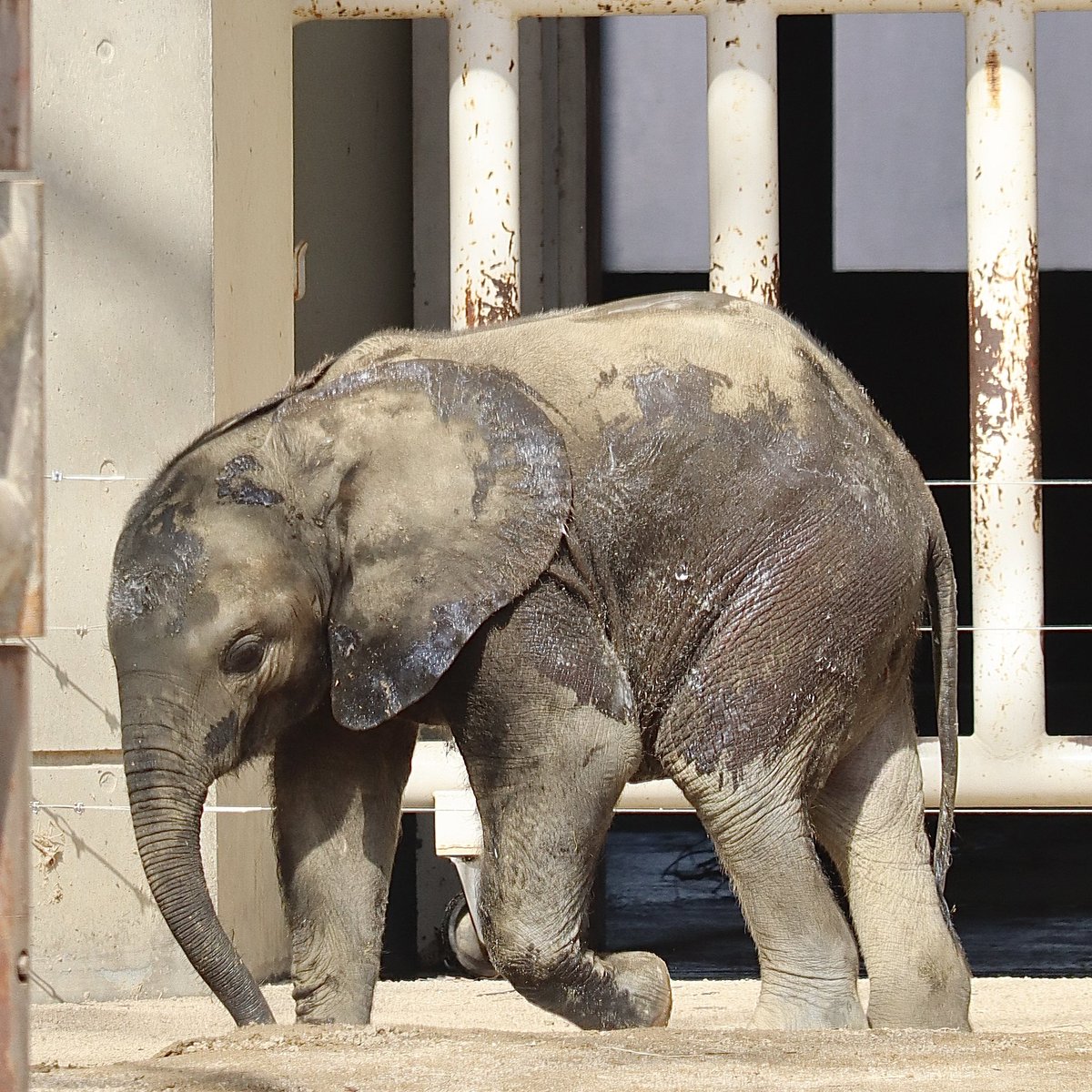 保湿ケアをしてもらってテカテカな今日のアオ✨

2026.3
#安佐動物公園　#マルミミゾウ