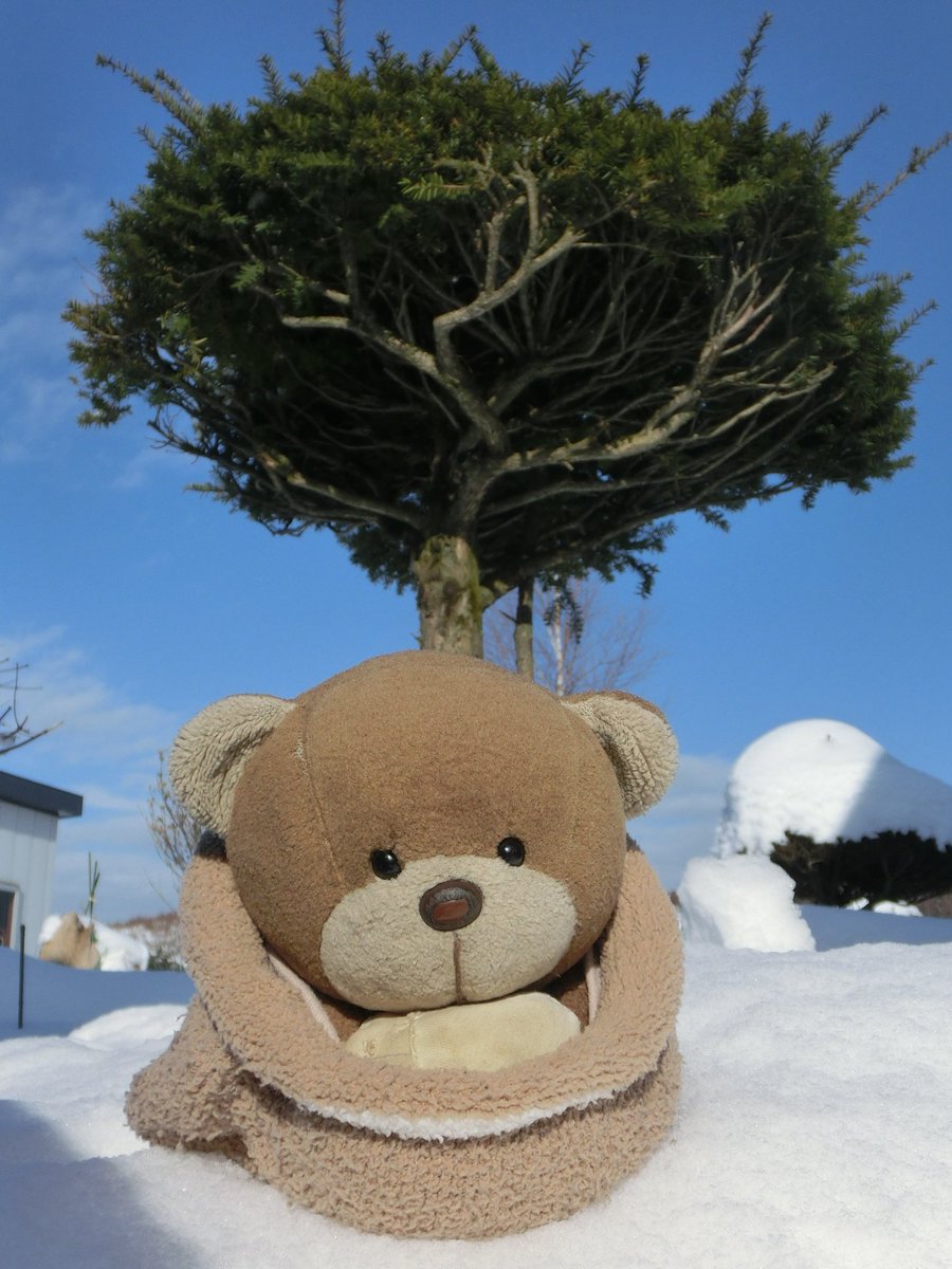 nfkichi's tweet photo. #くまじろう　#クマジロー　#ハニートイズ　お久しぶり🐻　#くまちゃんのなつかし写真館　2013年12月下旬撮影（北海道 ） https://t.co/4NZ8OksGse