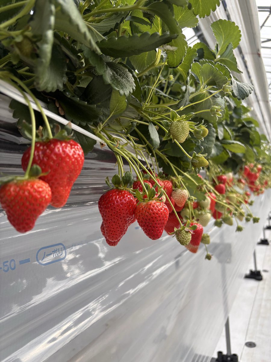 antiMoonn's tweet image. I live in Japan.
Now, strawberry picking🍓

#japan #strawberry 

My daughter and son say they’ll eat 50 each.
It’s going to be a happy little moment🐦‍⬛