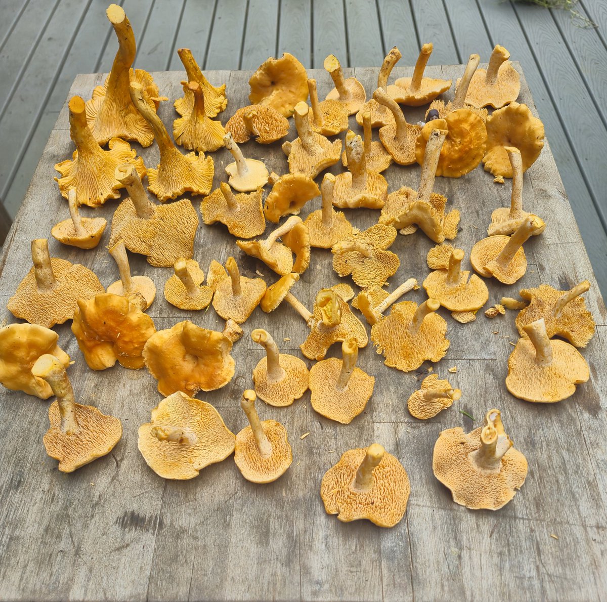 Nice little haul today 🍄
#mushroomoasis 
#foraging