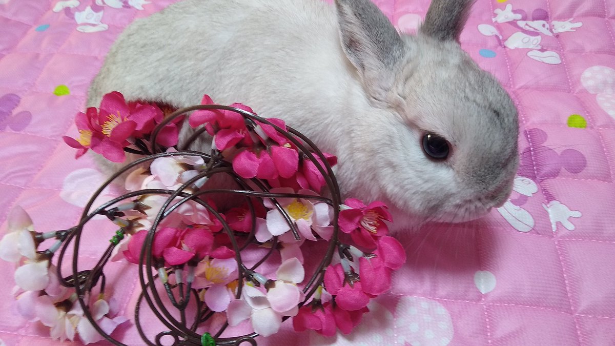 プリンセスラビット tweet media