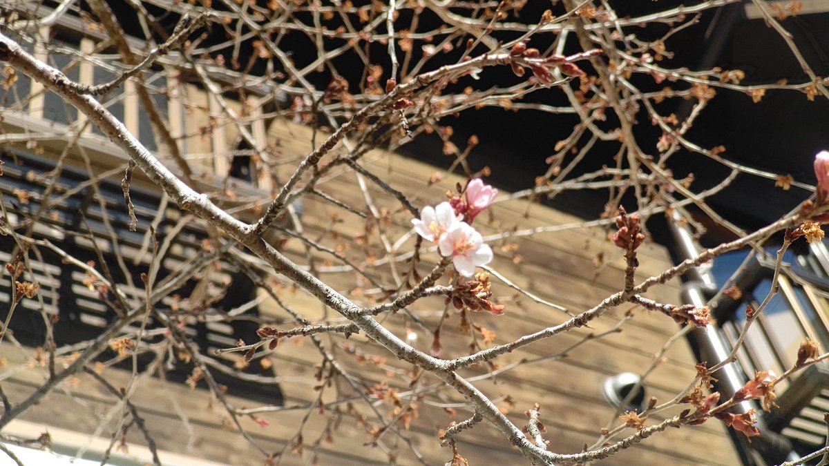 ねねんぼうの早咲きの桜も一部開花していました😺
#奥多摩 #ねねんぼう #日原鍾乳洞 #企業公式さんと繋がりたい
