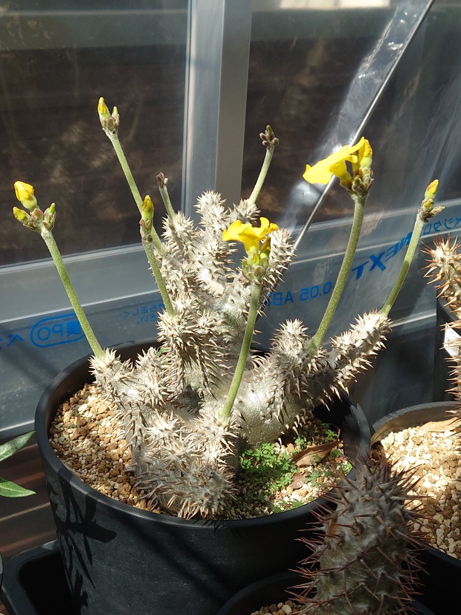 恵比寿大黒の花が咲いた🌼