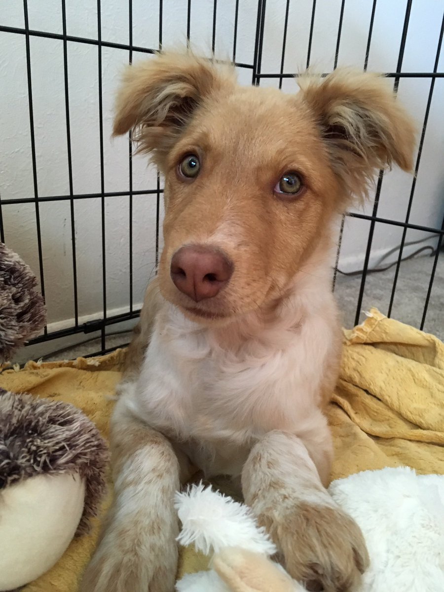 NZhowl's tweet photo. @Bruadarach_labs Here’s our Dazee when she was itty bitty https://t.co/x71VQWkP0b