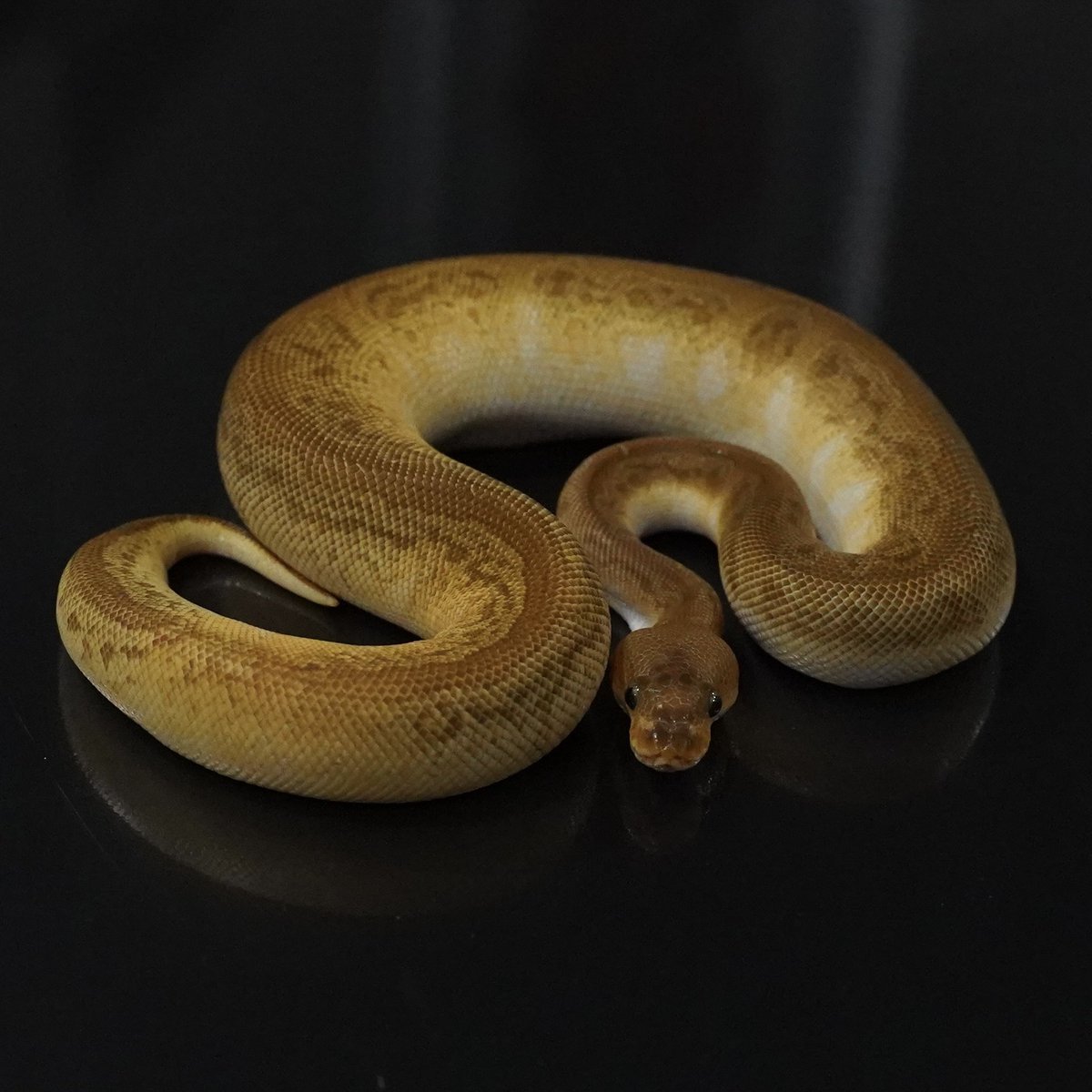 Side-B Collection tweet media