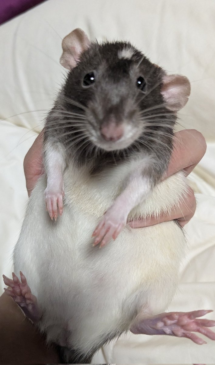 くぁな@絵/VRC/🐭 tweet media