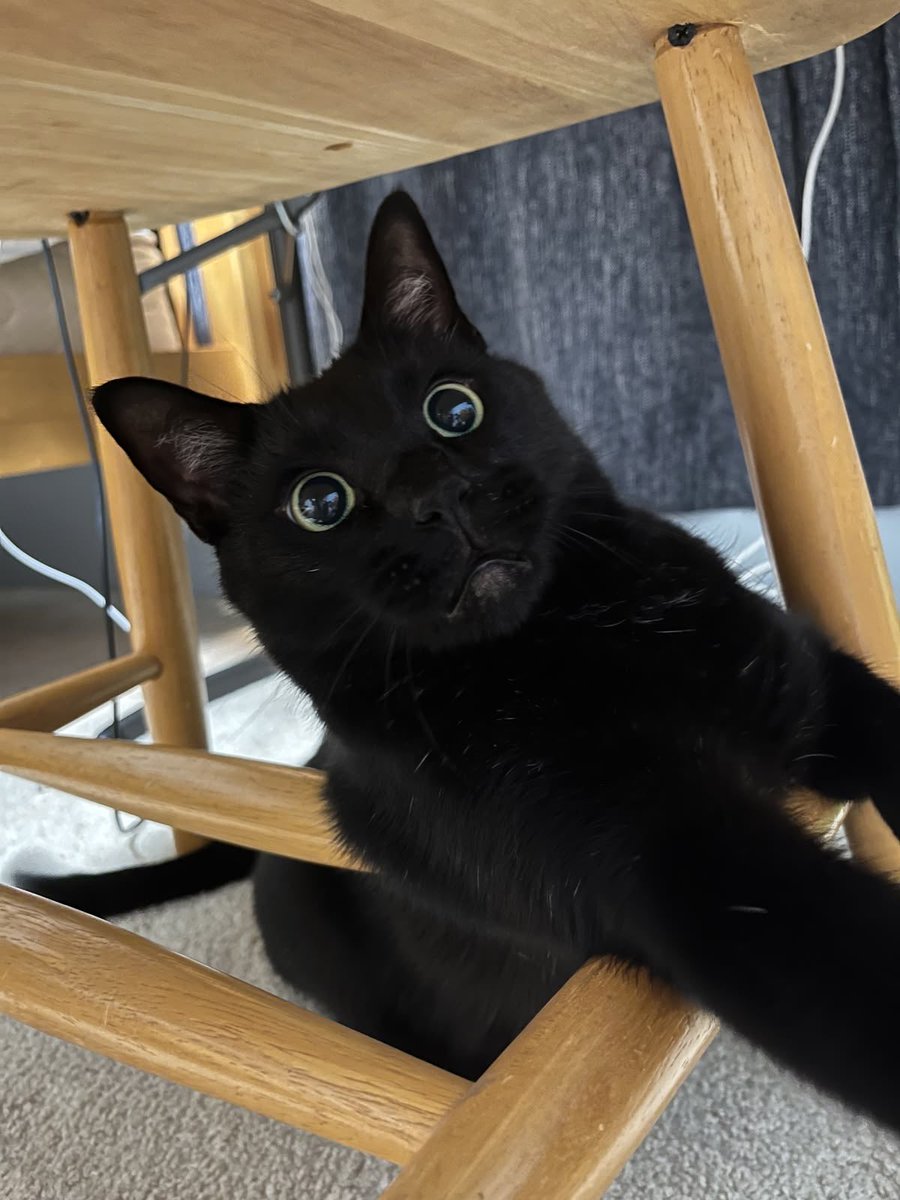 Black cats are not bad luck (@visualscat) on Twitter photo 