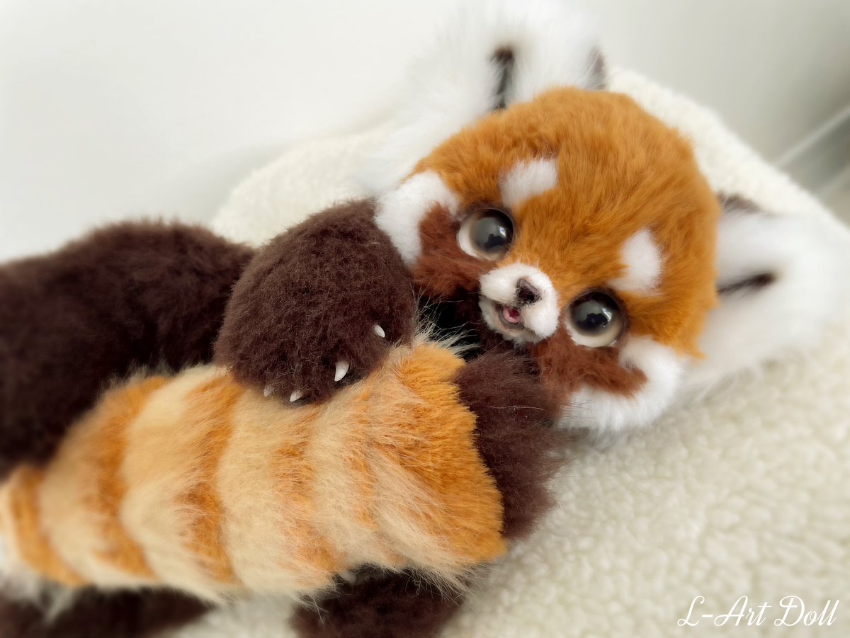 くりくりおめめの レッサーパンダの子🧡 明日3/2夜9時頃まで