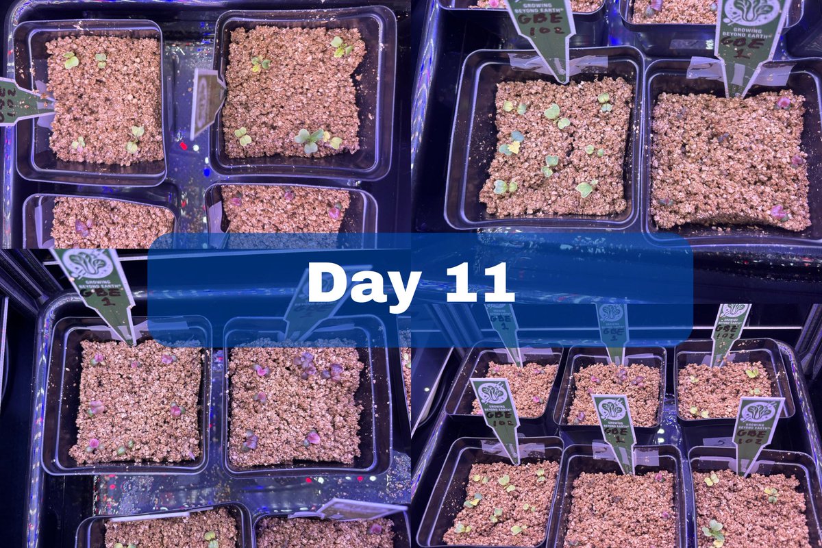 GBECROEM's tweet photo. Day 11! Our plants are getting really pretty! https://t.co/TMB5kknGN7