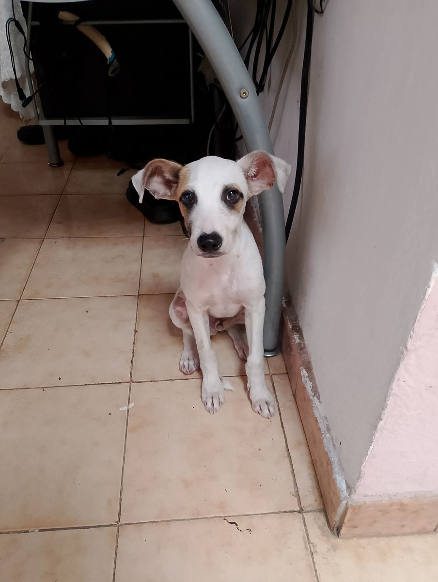 Cachorro macho en adopción ❤️
✅ Debe tener un aprox de 3/4 meses.
✅ Desparasitado 
✅ Aseado
✅ Se lleva bien con perros y gatos 
✅ Juguetón y amoroso 

Realizamos seguimiento y entregamos en lugar público sin problema o, hasta su nueva casa 💖

0412-9671189 Maracay 📲