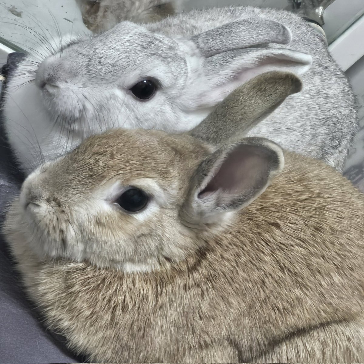 앨빈과 마리는 토끼 tweet media