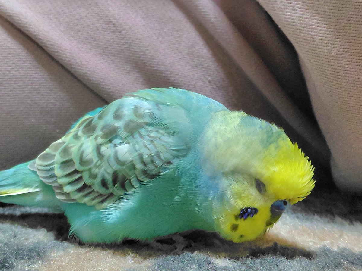 pontanoaccount's tweet photo. ぽんたちゃんきのうは
かいぬしに添い寝してくれた

#セキセイインコ
#モフモフ https://t.co/U0iAT5jt6l