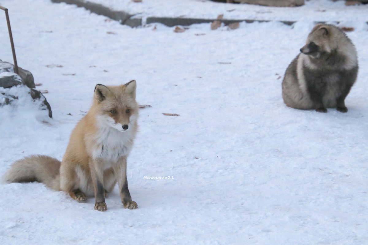 こう、並んで座ってると、際立つよなって #北きつね牧場