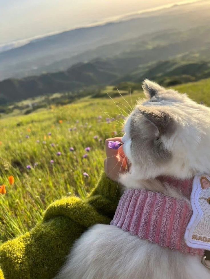 Günaydın hayırlı sabahlar✨🧡