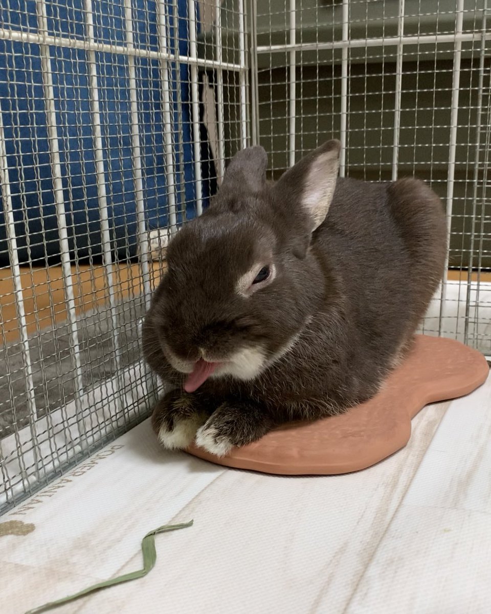 旅うさぎ tweet media