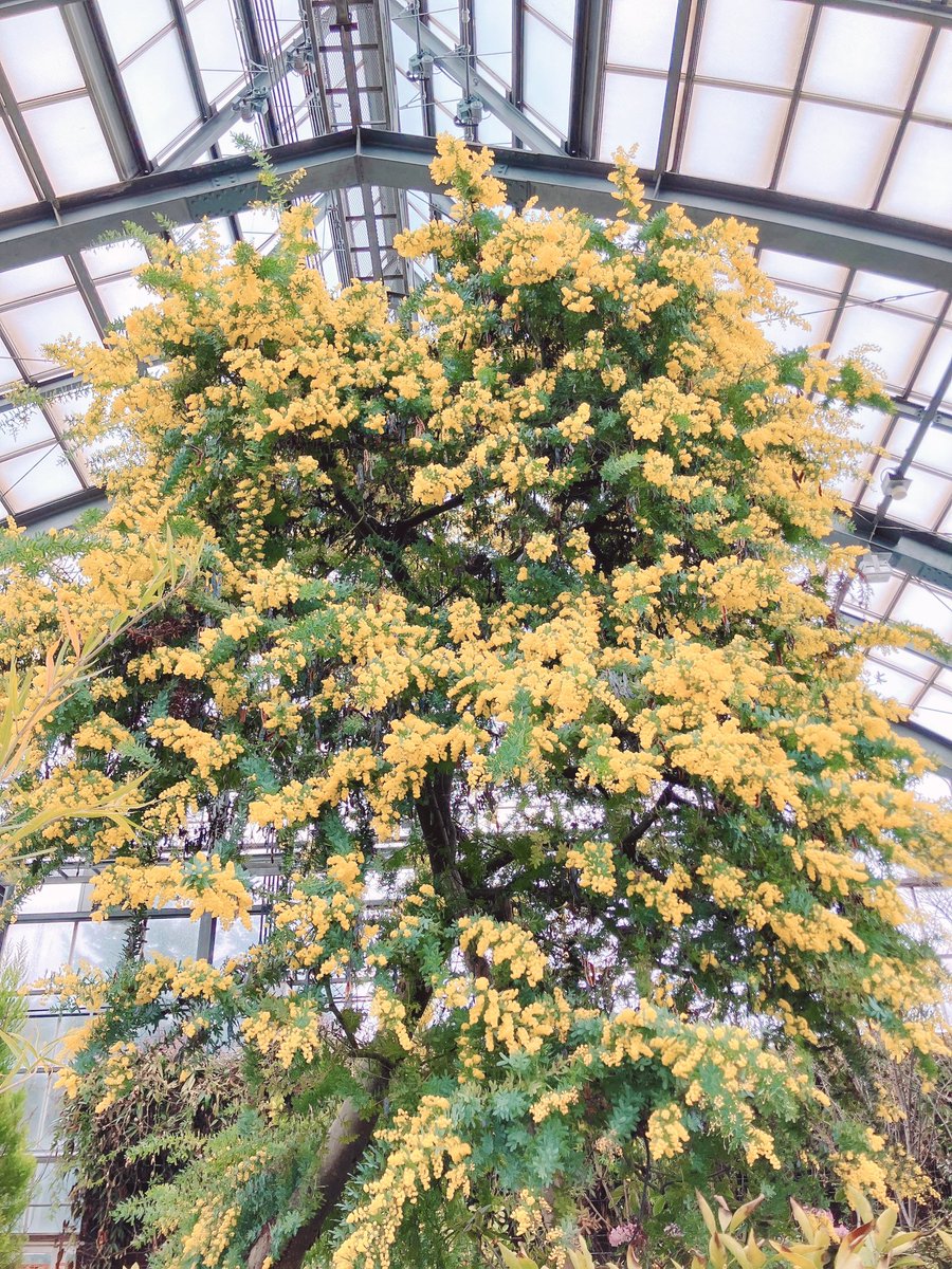 ミモザちゃん、ミモザ(アカシア)だよ やっと見にこれたね わ〜！きいろ