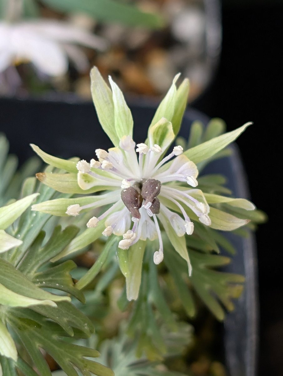 セツブンソウ 緑弁花 （細弁・多弁）開花 この系統は比較的弱性で