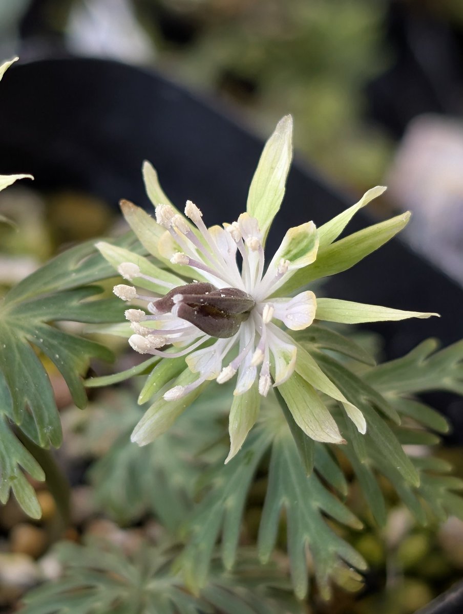 セツブンソウ 緑弁花 （細弁・多弁）開花 この系統は比較的弱性で