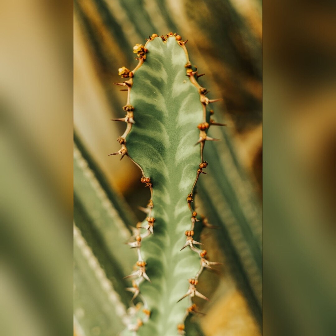 SaunterThruLife's tweet photo. Cacti, textures and patterns from the Moorten Botanical Garden... oooh and some hummingbird babies https://t.co/j80WVjuEov