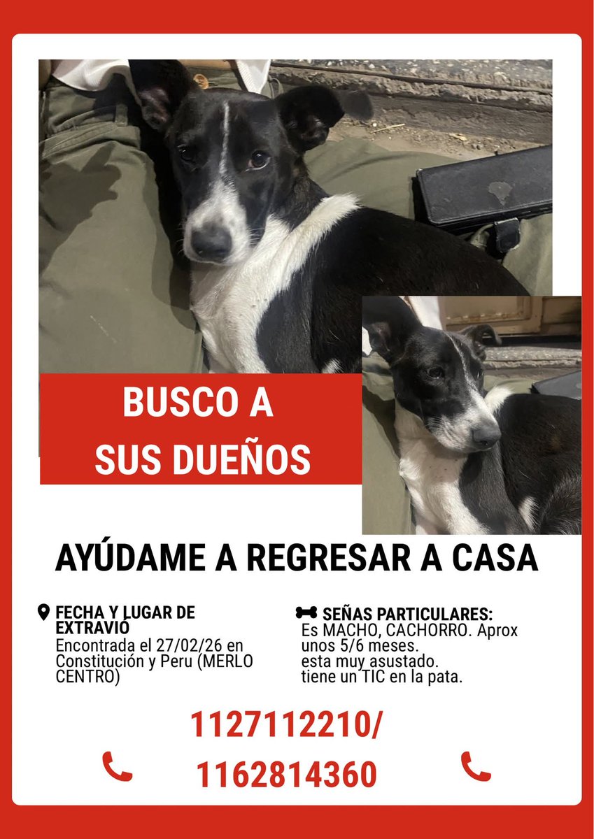 Perros de Merlo (@perrosdemerlo) on Twitter photo 