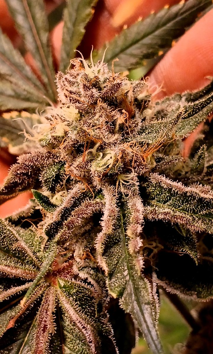 BernBezzy's tweet photo. Blue lemon haze. 😶‍🌫️😶‍🌫️😶‍🌫️😶‍🌫️ https://t.co/1VUR5ADYx7