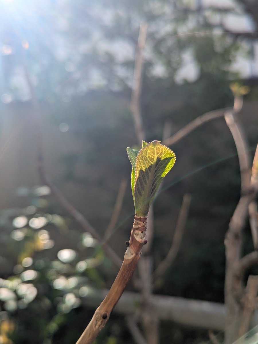 トサミヅキとヒュウガミヅキの蕾がほころび、庭に淡い春の色彩が
紫陽花の赤ちゃんのような新芽たちも(^-^)

峡空の一角濡るる土佐みづき　上田五千石

#芭蕉 #俳句 #土佐水木 #日向水木 #蠟弁花
