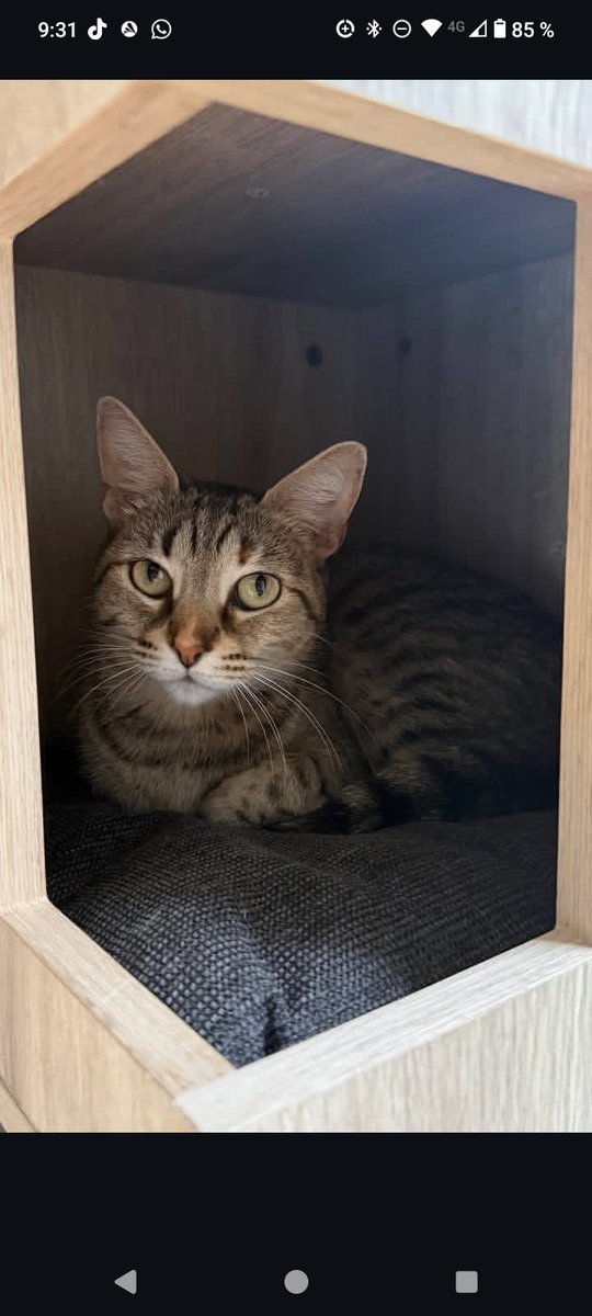 MILA MI AMOR PORFIN APARECES