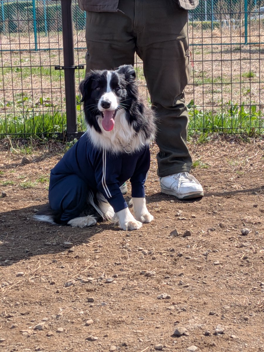 ドルチェ tweet media