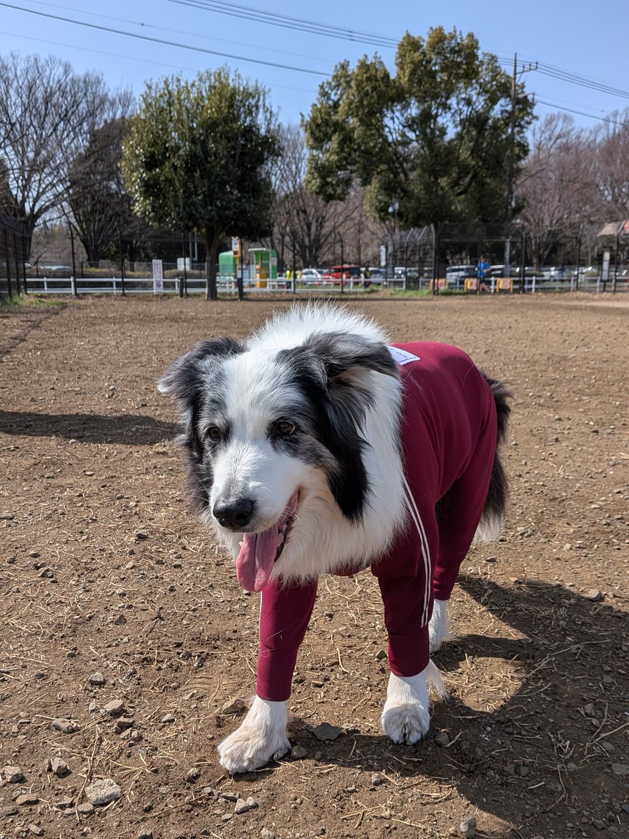 ドルチェ tweet media