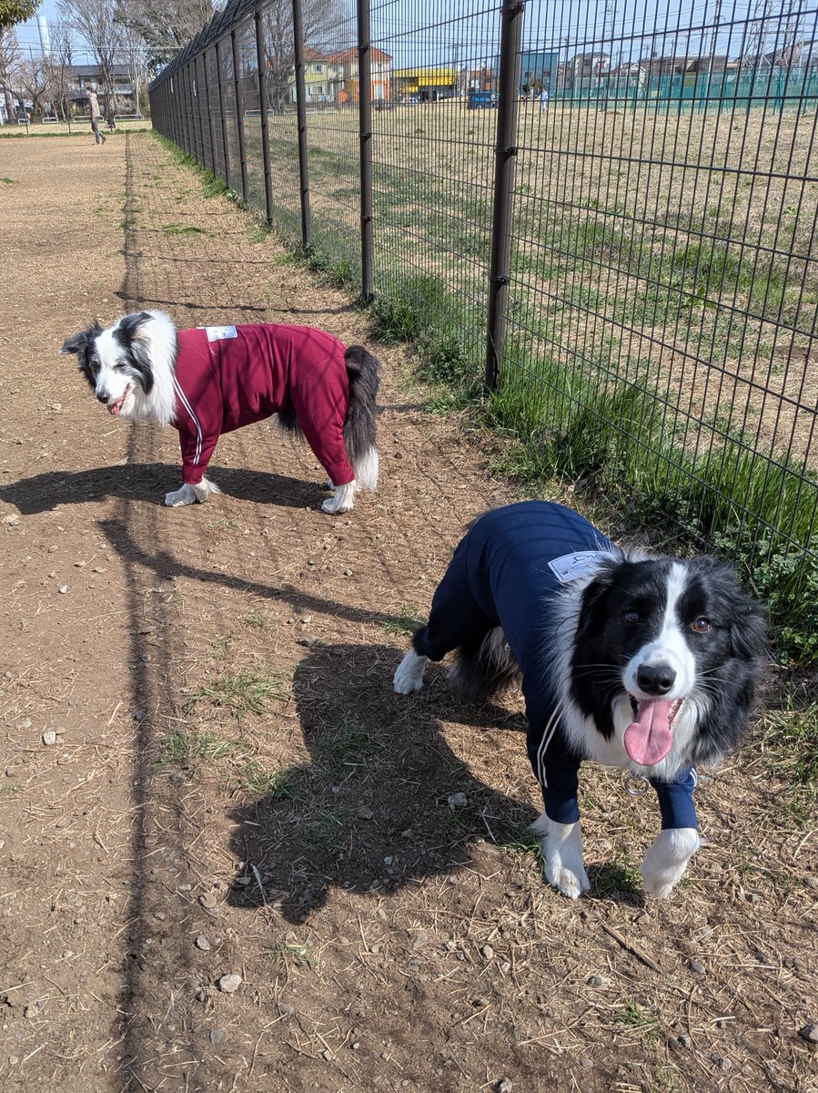 ドルチェ tweet media