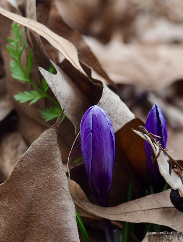 ruths_gallery's tweet photo. As spring's first stirrings fill the air,
Its light reflects the wonders there.
Today is the first day of the #meteorlogicalspring
#March1st #crocus #spring #newlife #hope https://t.co/D5bJ1Lgvy9