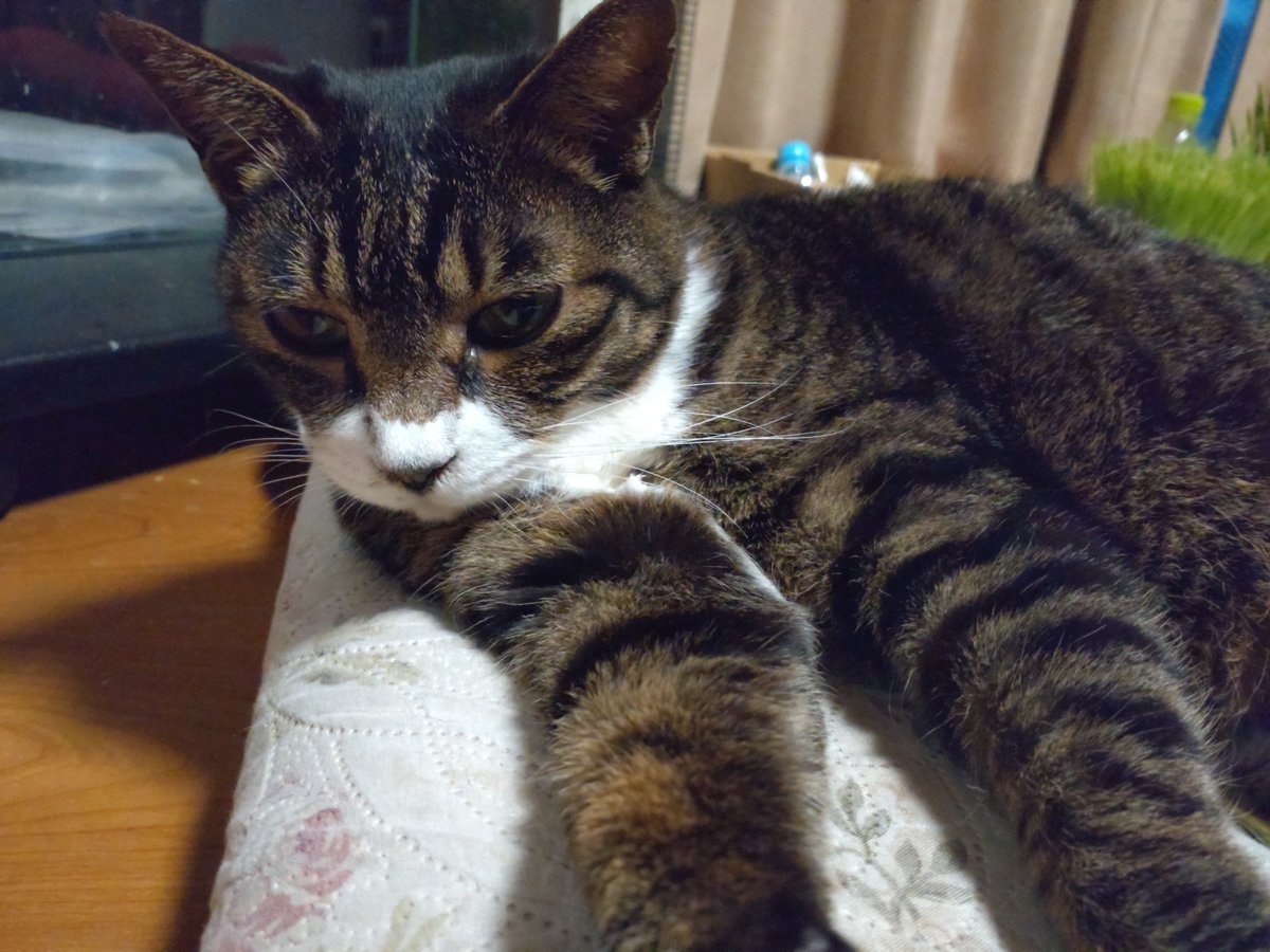 今日のにゃんこ😺